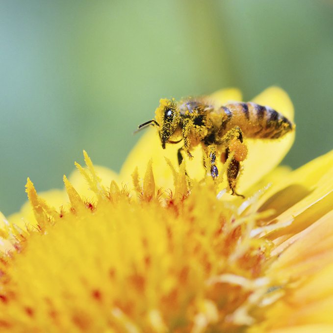 Honeybee