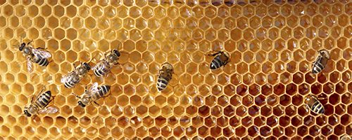bees